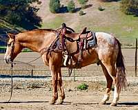 athletic-appaloosa-horse