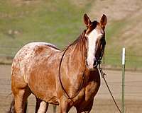beginner-appaloosa-horse