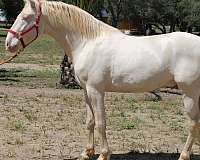 blue-eyes-andalusian-horse