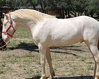green-eyes-andalusian-horse