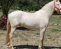 green-eyes-colt