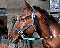 sorrel-solid-with-white-flecks-horse
