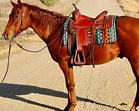 solid-with-white-flecks-horse