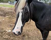 white-manetail-pony