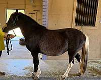 black-white-manetail-pony