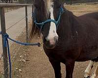 grade-pony