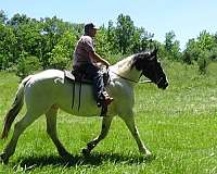 carriagehorse-draft-horse