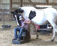 therapywork-draft-horse