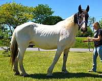 spotteddraft-draft-horse