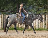 blue-roan-working-equitation-horse