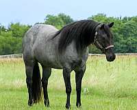 all-around-quarter-horse