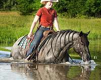 drill-team-quarter-horse