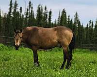 buckskin-peruvian-paso-for-sale