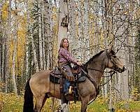 buckskin-peruvian-paso-gelding