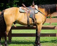 all-around-tennessee-walking-horse