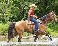 beginner-tennessee-walking-horse
