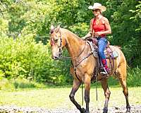 athletic-tennessee-walking-horse