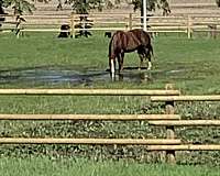 gelding