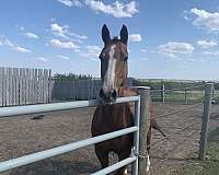 black-companion-horse