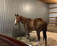 black-experienced-horse