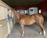 black-performance-horse