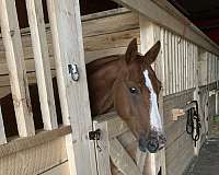companion-horse