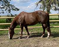 quarter-horse-gelding