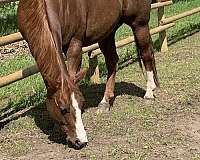 quarter-horse-for-sale