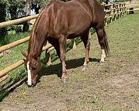 quarter-horse