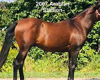 beautiful-arabian-mare