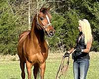 companion-mare-arabian-horse