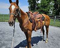 thoroughbred-mare