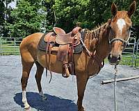 thoroughbred-horse-for-sale
