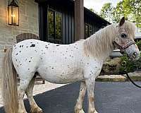 pinto-appaloosa-filly-mare