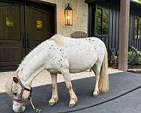 pinto-miniature-filly-mare