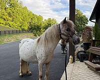 white-appaloosa-filly-mare