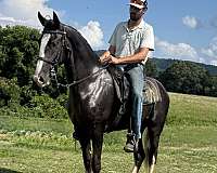 tennessee-walking-gelding