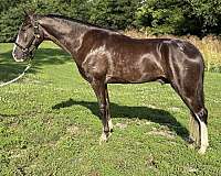 waco-tennessee-walking-horse
