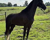 all-tennessee-walking-horse