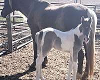pinto-kentucky-mountain-filly