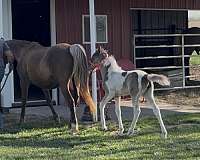 pinto-kmsha-filly