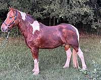 draft-horse-for-sale