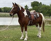gelding