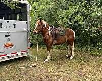 draft-horse
