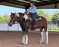 dressage-draft-horse