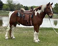 cross-draft-horse