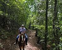 flashy-draft-horse