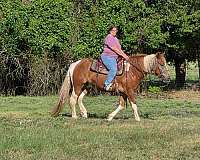 trail-draft-horse