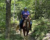 mounted-patrol-draft-horse