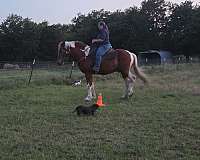 dressage-horse